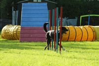 Fun Agility, Hundeschule Hartmann