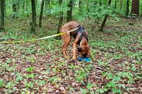 Hundeschule Marion Hartmann, Welpen, Welpenschule