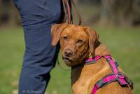 Hundeschule Marion Hartmann, Junghunde Training