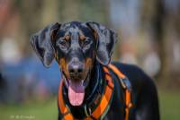 Hundeschule Marion Hartmann, Junghunde Training