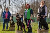 Junghundetraining in unserer Hundeschule