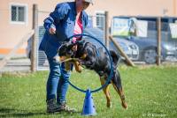 Hundeschule Marion Hartmann, Junghunde Training