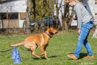 Hundeschule Marion Hartmann, Junghunde Training