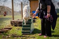 Hundeschule Marion Hartmann, Junghunde Training