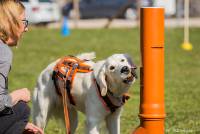 Hundeschule Marion Hartmann, Junghunde Training