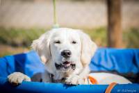 Hundeschule Marion Hartmann, Junghunde Training