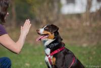 Hundeschule Marion Hartmann, Junghunde Training