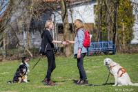 Hundeschule Marion Hartmann, Junghunde Training