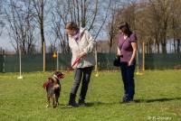 Hundeschule Marion Hartmann, Junghunde Training